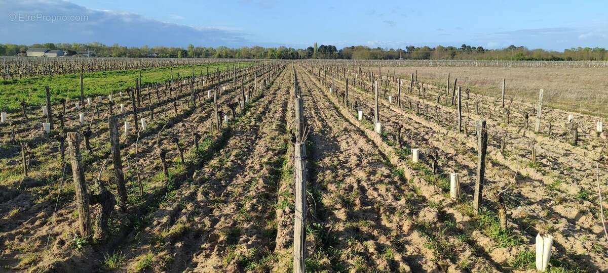 Photo 8 - Terrain à SAVIGNY-EN-VERON