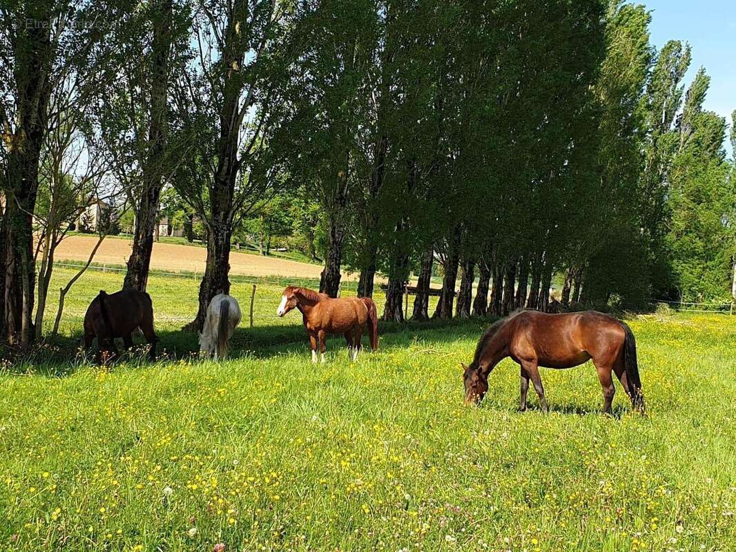 Photo 5 - Maison à VILLENEUVE-SUR-LOT