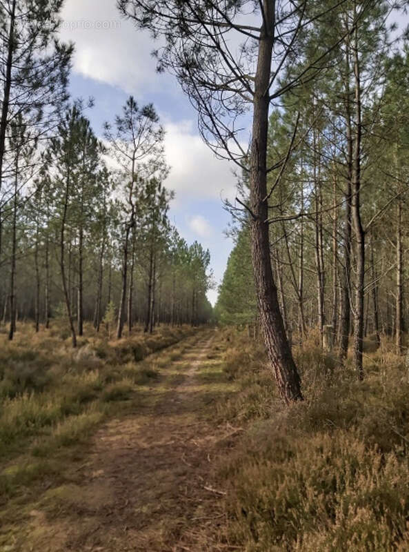 Terrain à PARIGNE-L'EVEQUE
