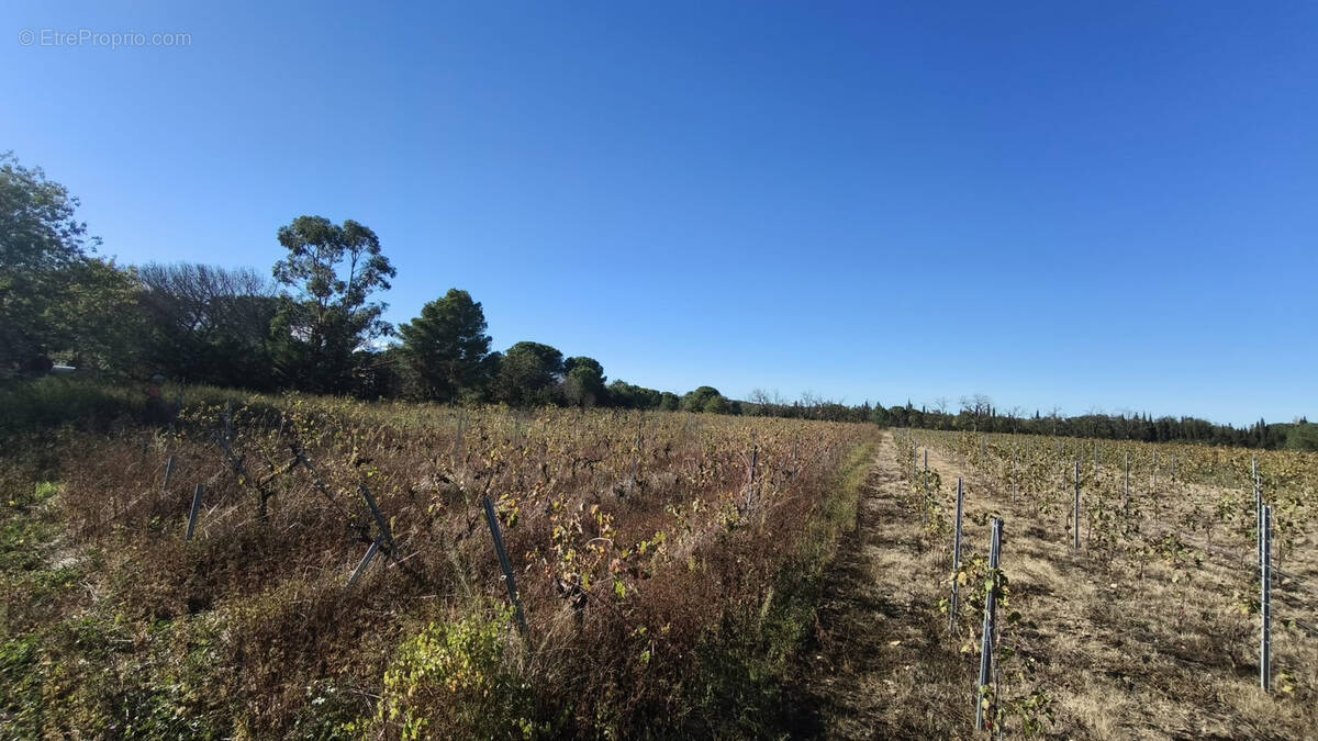 Terrain à MONTESQUIEU-DES-ALBERES