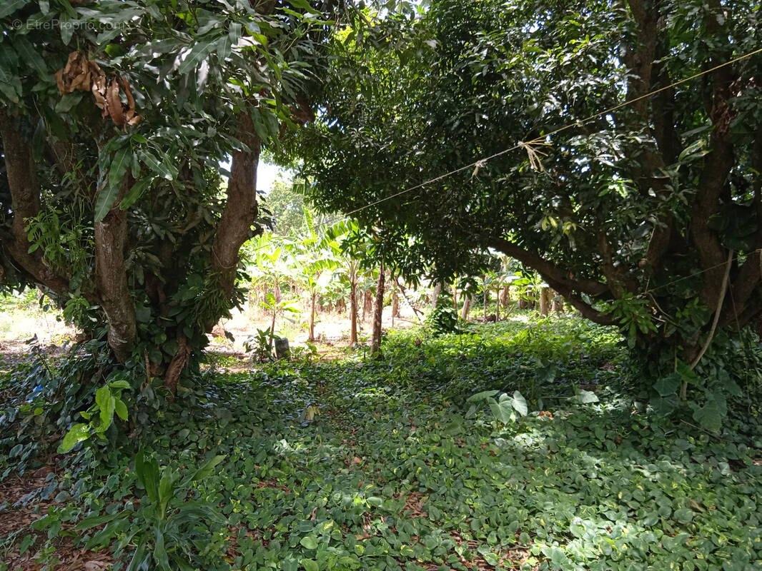 Terrain à CAPESTERRE-BELLE-EAU