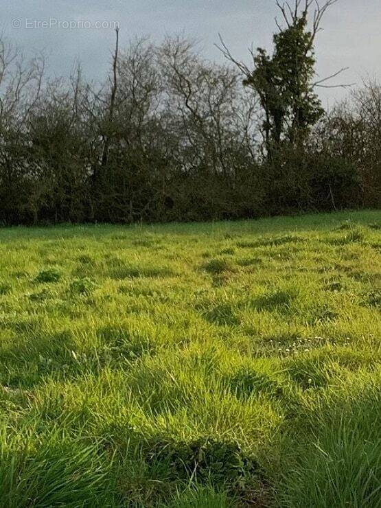 Terrain à VILLEDOUX