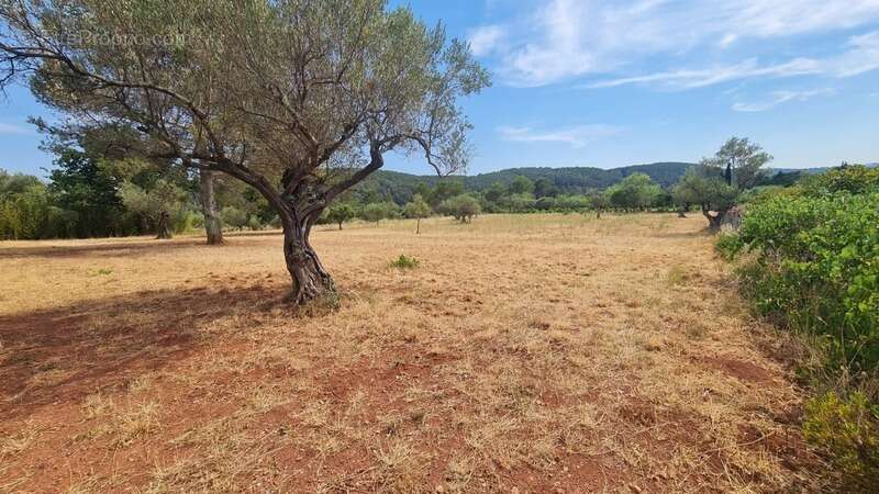 Terrain à vendre  CUERS (83) - photo 3