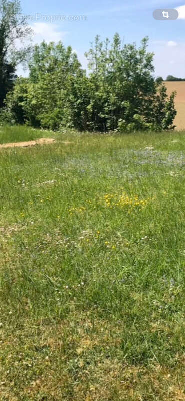 Terrain à OSTRICOURT