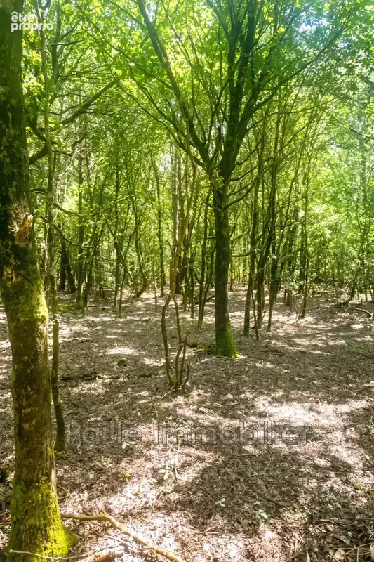 Terrain 3 665 m² à vendre à Talais (33590) - photo 2