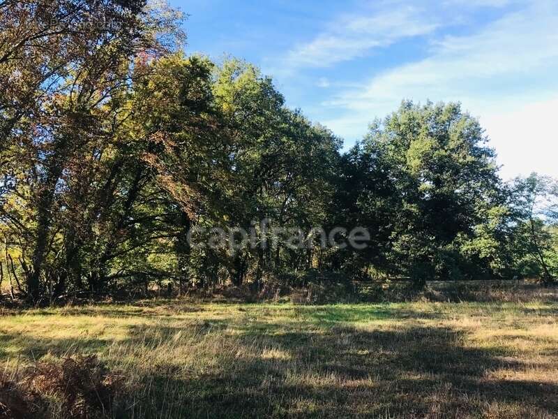 Terrain à LE CHAUTAY