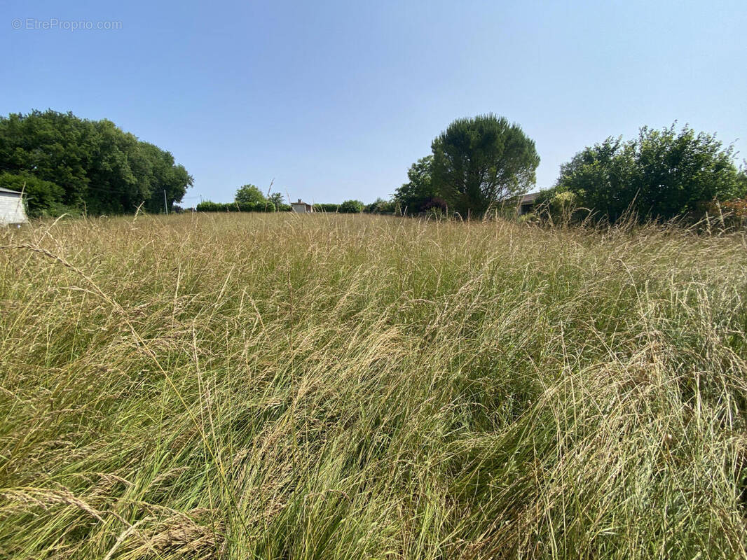 IMG_3728 - Terrain à CURAC