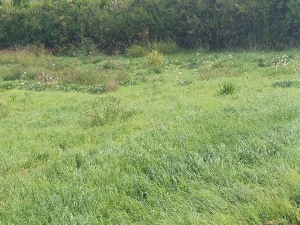 Terrain à VILLELAURE