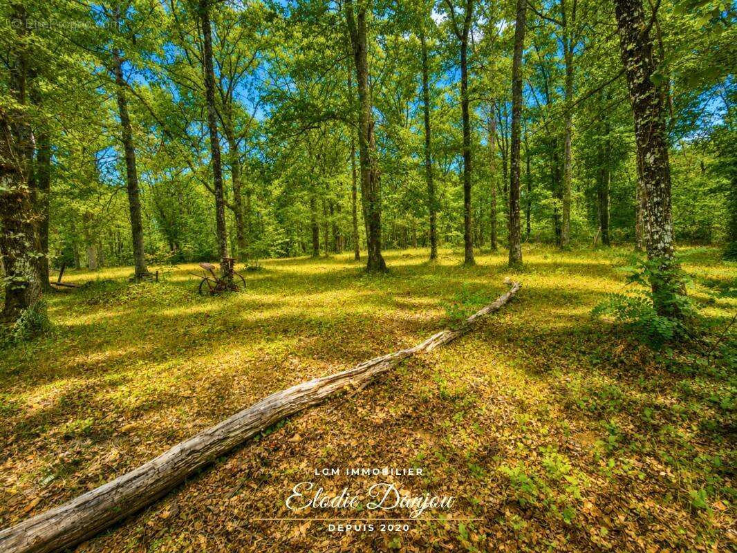 Terrain de loisirs avec étang sur près de 2 hectares - Mur-de-Sologne - photo 6