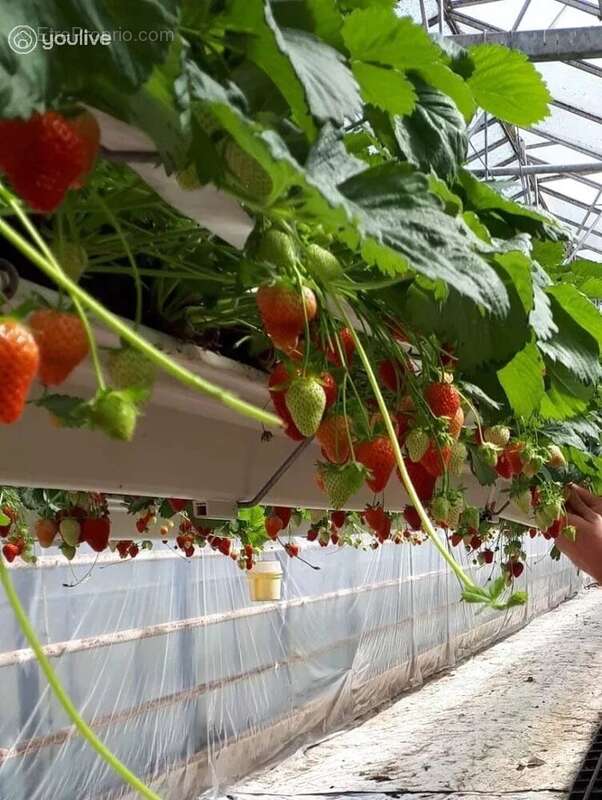 Terrain à MACHECOUL