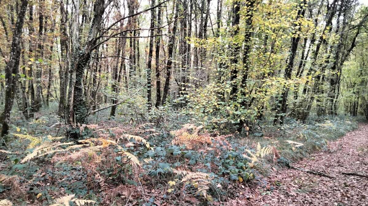 Terrain à VOUILLE