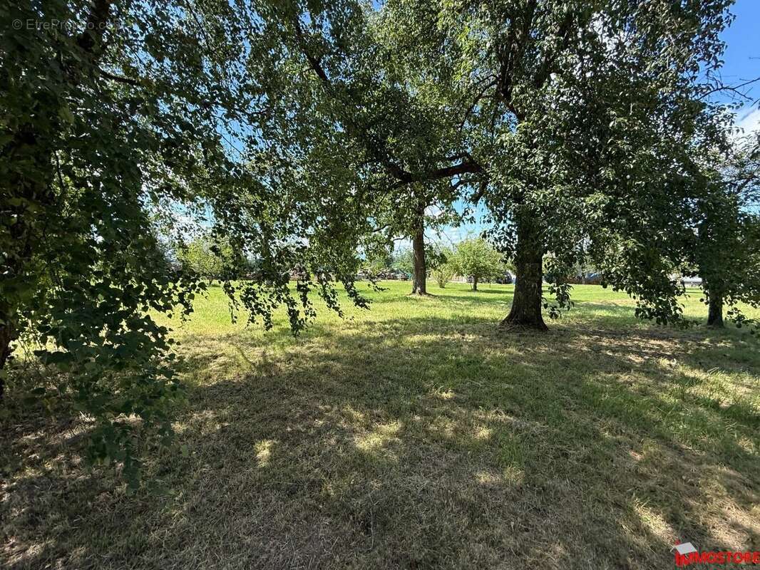 Terrain à MUESPACH-LE-HAUT