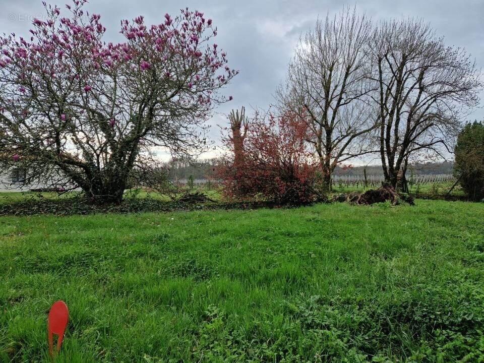 Terrain à MONTUSSAN