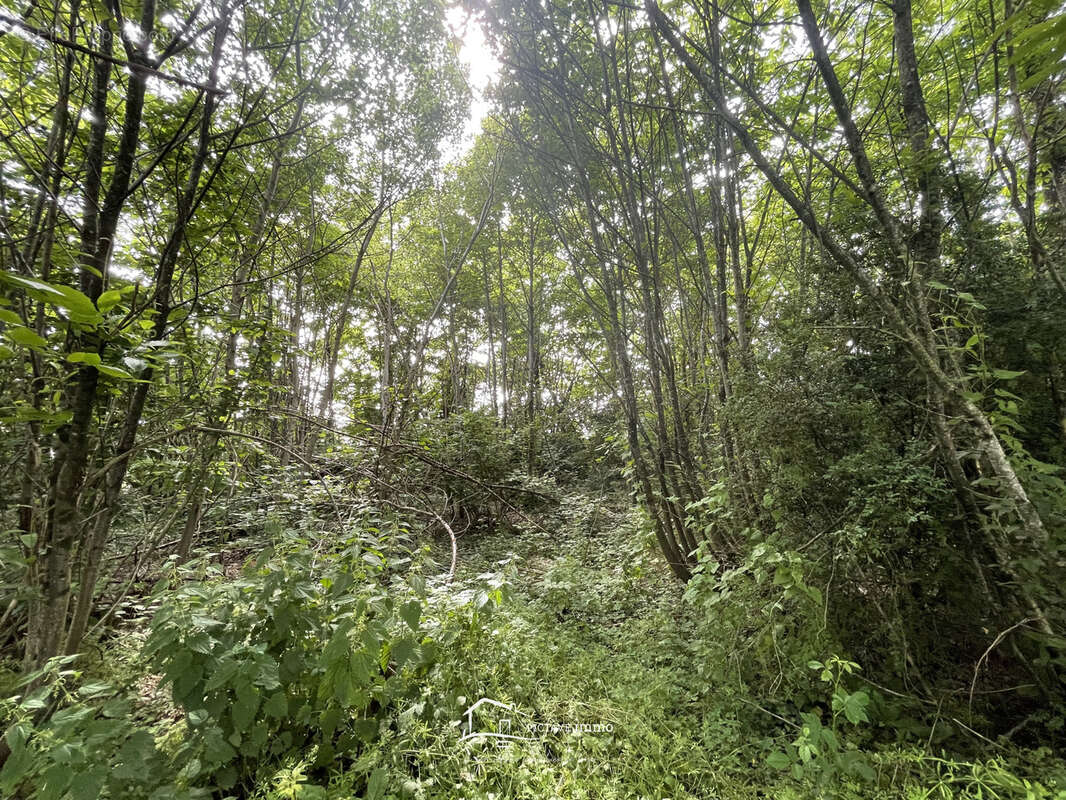 Terrain à LUSIGNAN