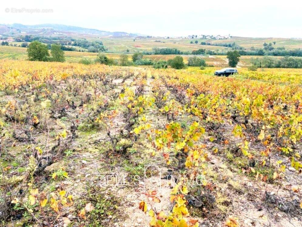 Terrain à ROMANECHE-THORINS