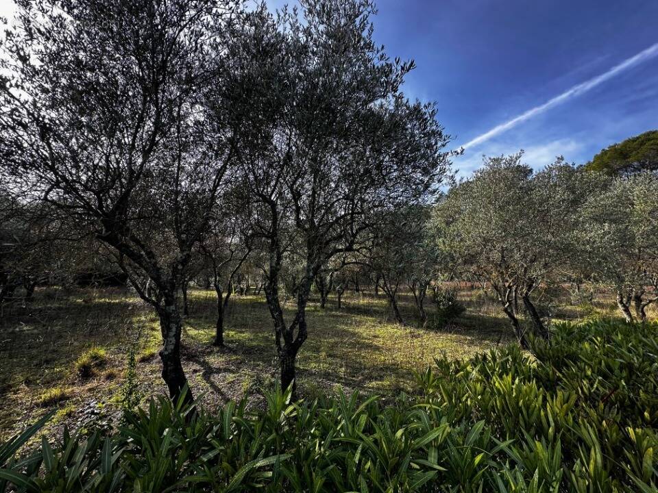 Terrain à LORGUES