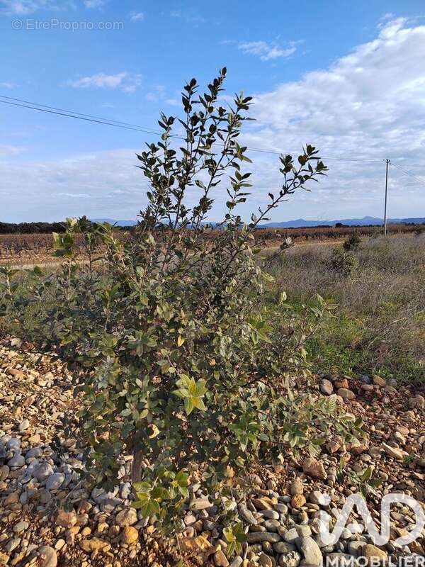 Photo 4 - Terrain à SAINTE-CECILE-LES-VIGNES