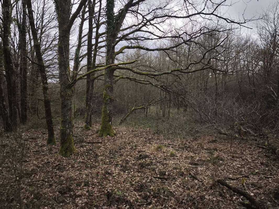 Terrain à LOREUX