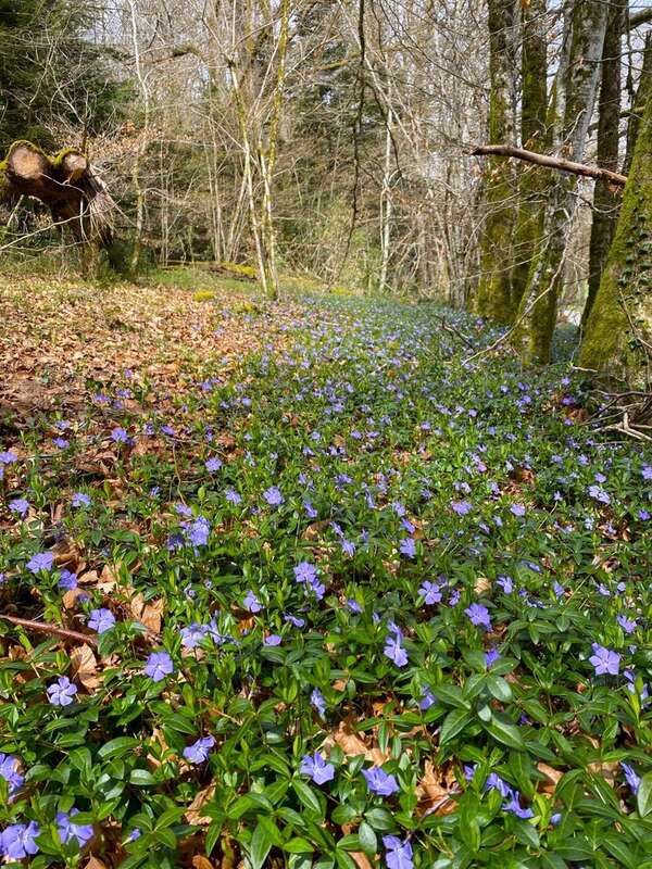Maison à EYMOUTIERS
