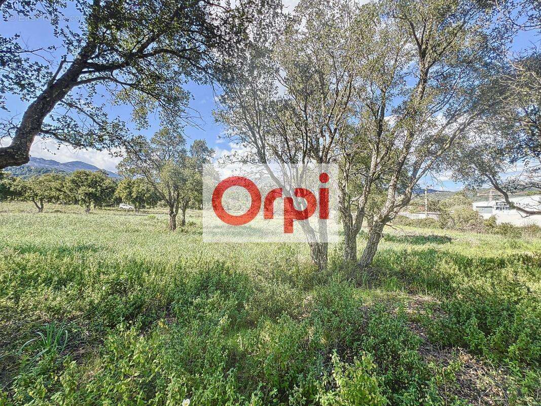 Terrain à PORTO-VECCHIO