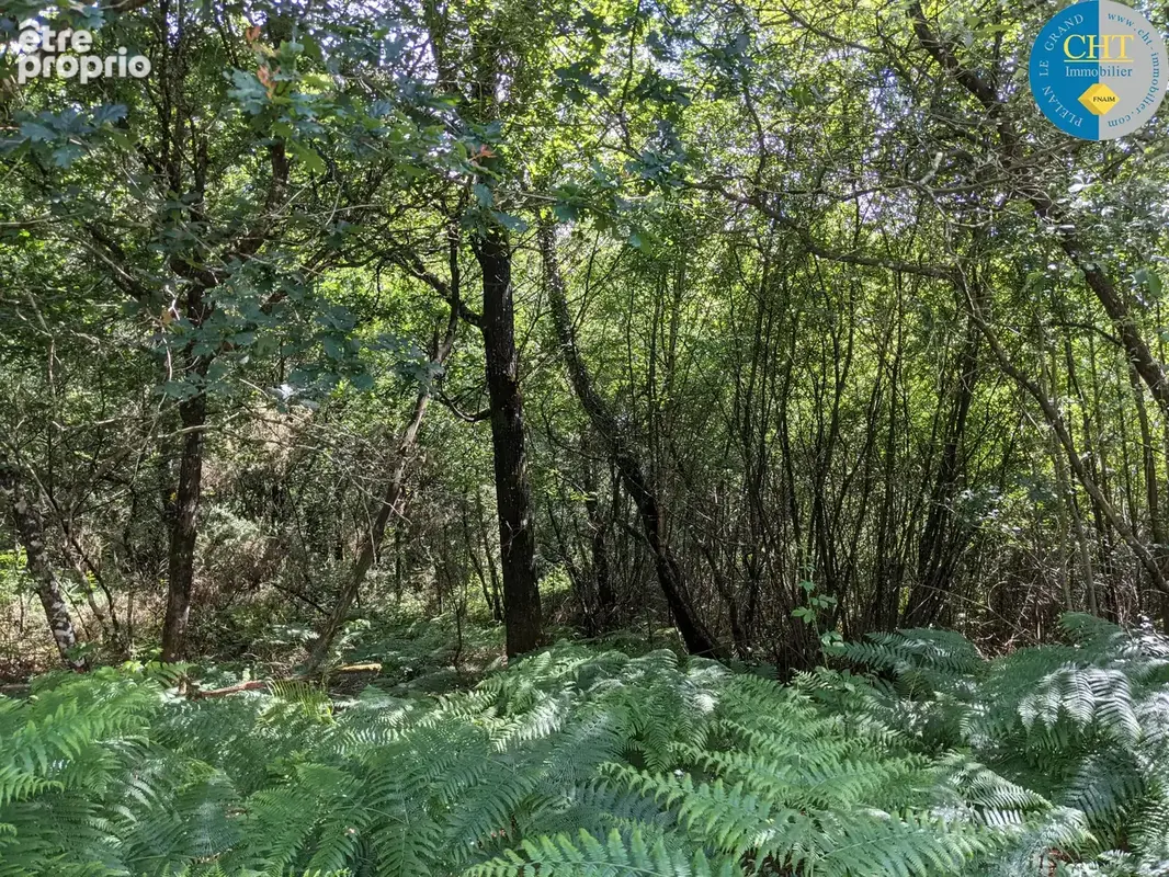À Plélan-Le-Grand (35), Herbage de 13 000m2 et Parcelle de bois de 2 150m2 - photo 11