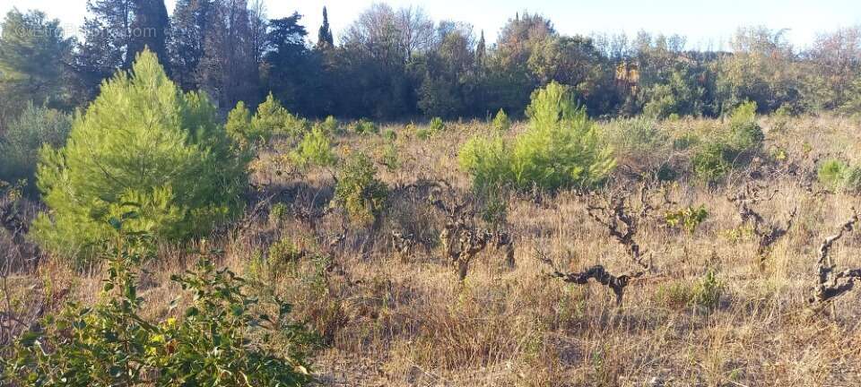 Terrain à ARGENS-MINERVOIS