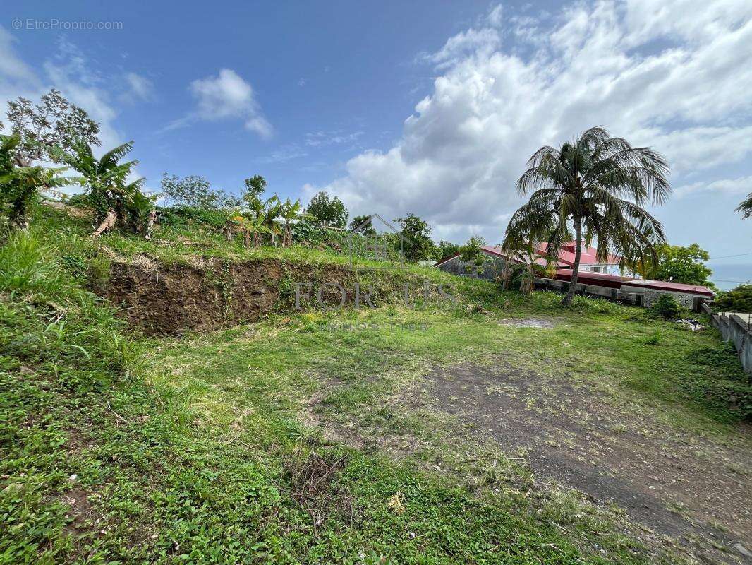 A VENDRED : Terrain 545m² GOURBEYRE (97113) - photo 7