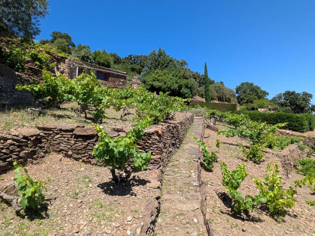 Terrain à COLLIOURE