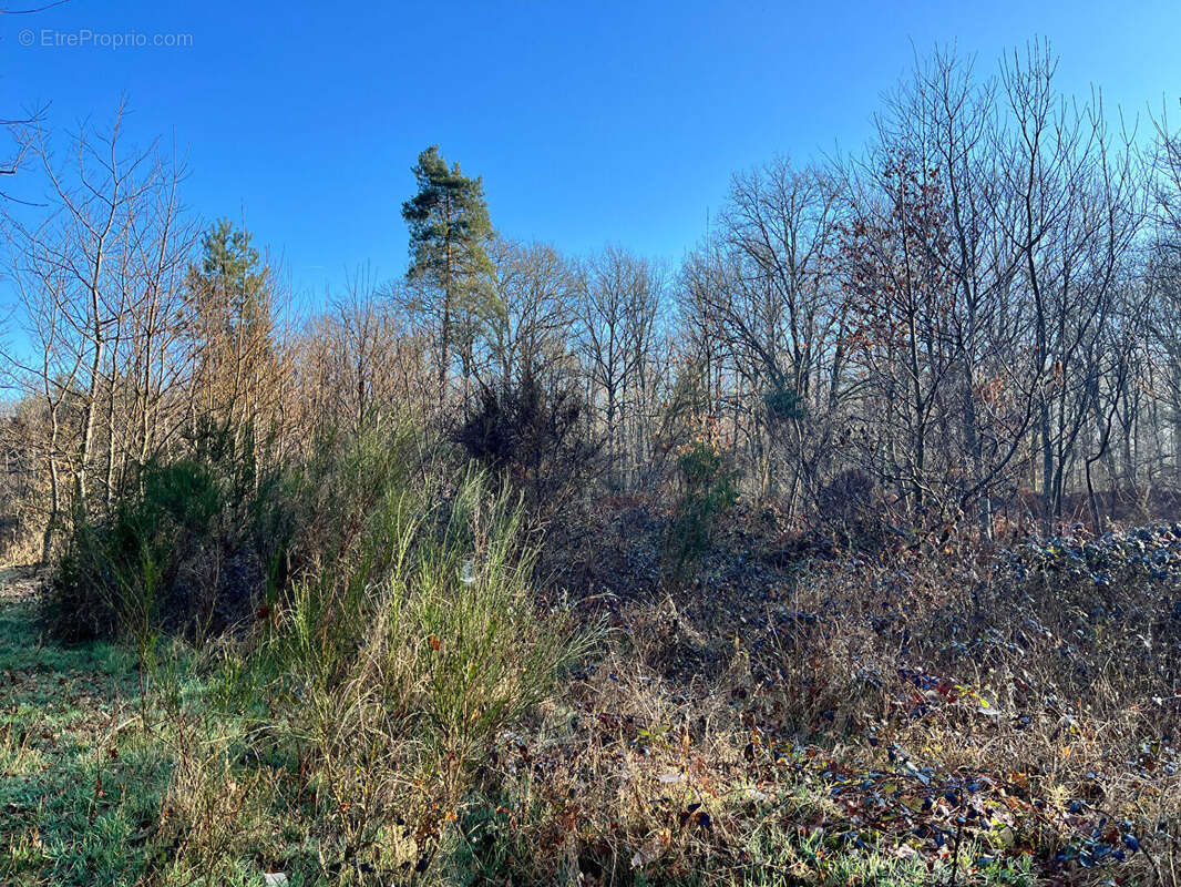 Terrain à BOUZY-LA-FORET