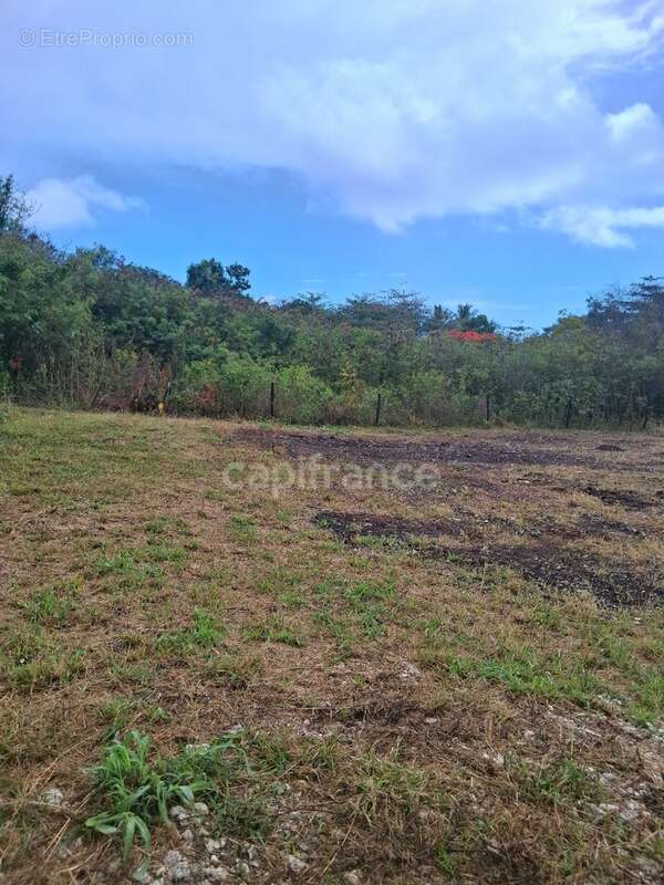 Terrain à vendre  de 1811 m² sur LE MOULE (971) - photo 5