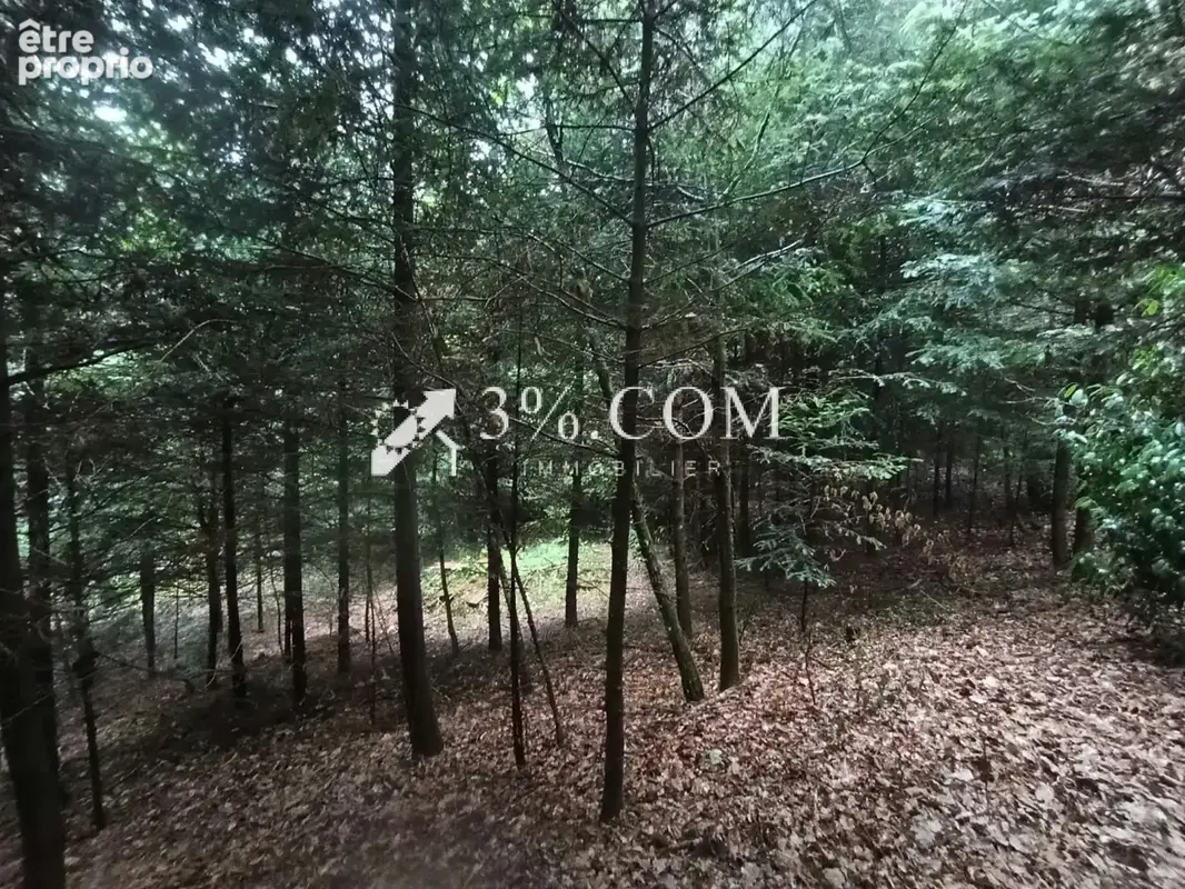 Terrain forestier avec étang sur la commune de Moyenmoutier 88420 - photo 6