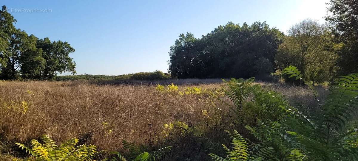 Terrain constructible avec bois Montaigu-de-Quercy - photo 3