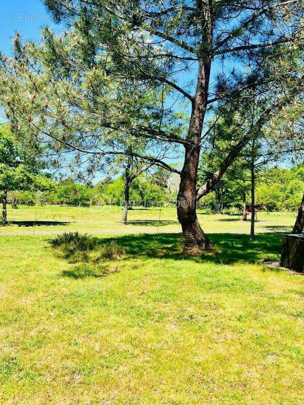 Maison à SAINTE-EULALIE-EN-BORN