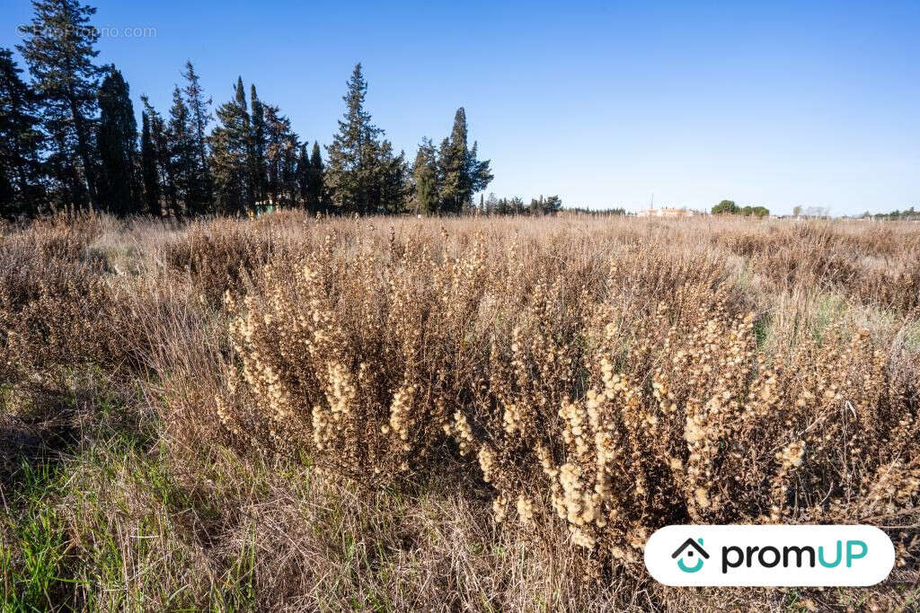 Terrain à PORTIRAGNES