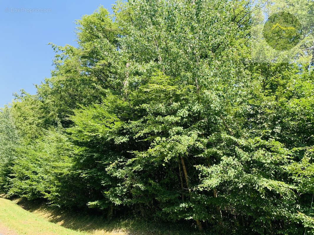 8 km sud egreville - photo 2