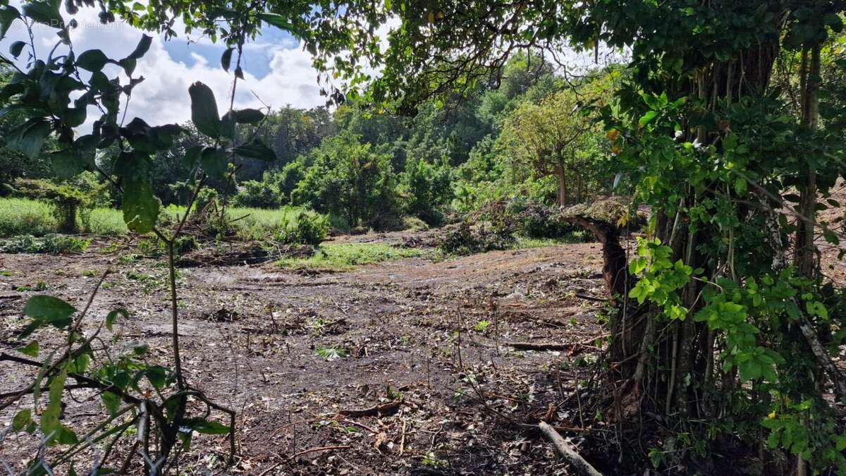 Terrain à LES ABYMES