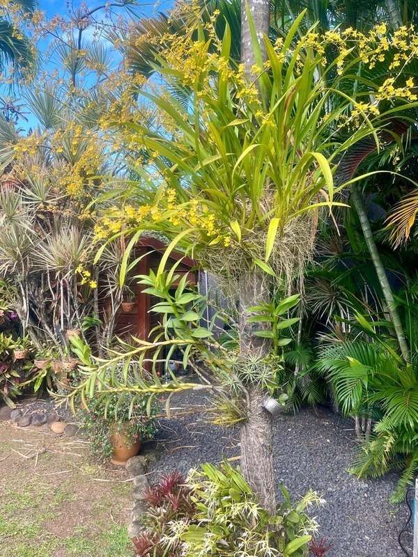 Maison à BAIE-MAHAULT