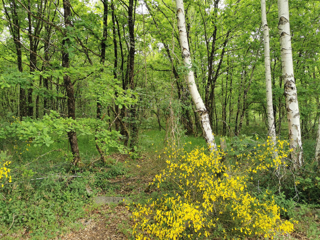 Terrain à SELLES-SAINT-DENIS