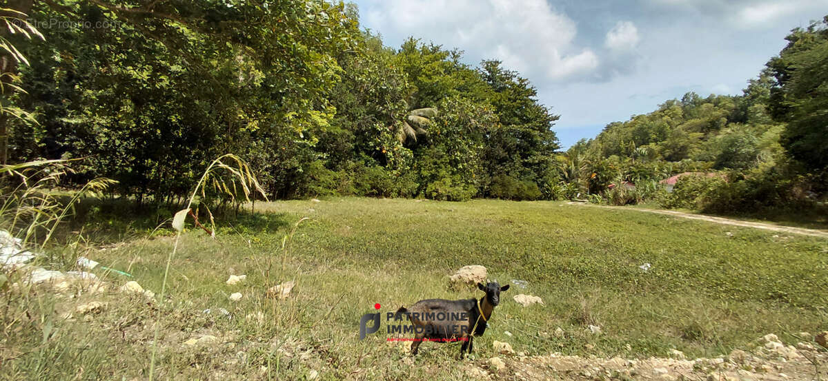 Un terrain d'exception de 3356 m2 pour donner vie a votre ecolodge au gosier - photo 7
