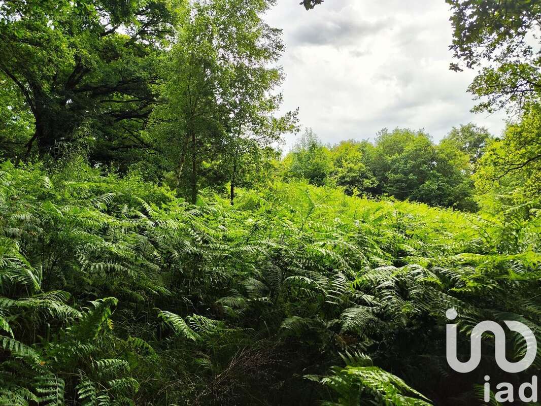 Photo 8 - Terrain à SAINT-JACUT-LES-PINS