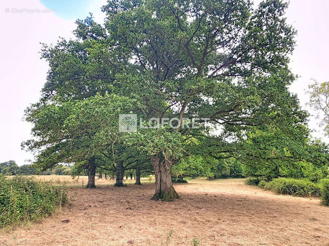 Maison à MAURE-DE-BRETAGNE