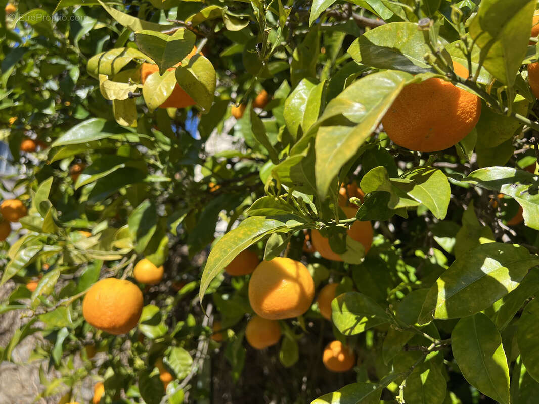 Maison à ARLES-SUR-TECH