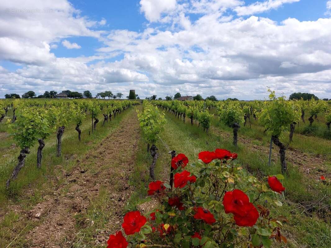Domaine viticole bio près de Cordes-sur-Ciel - photo 2