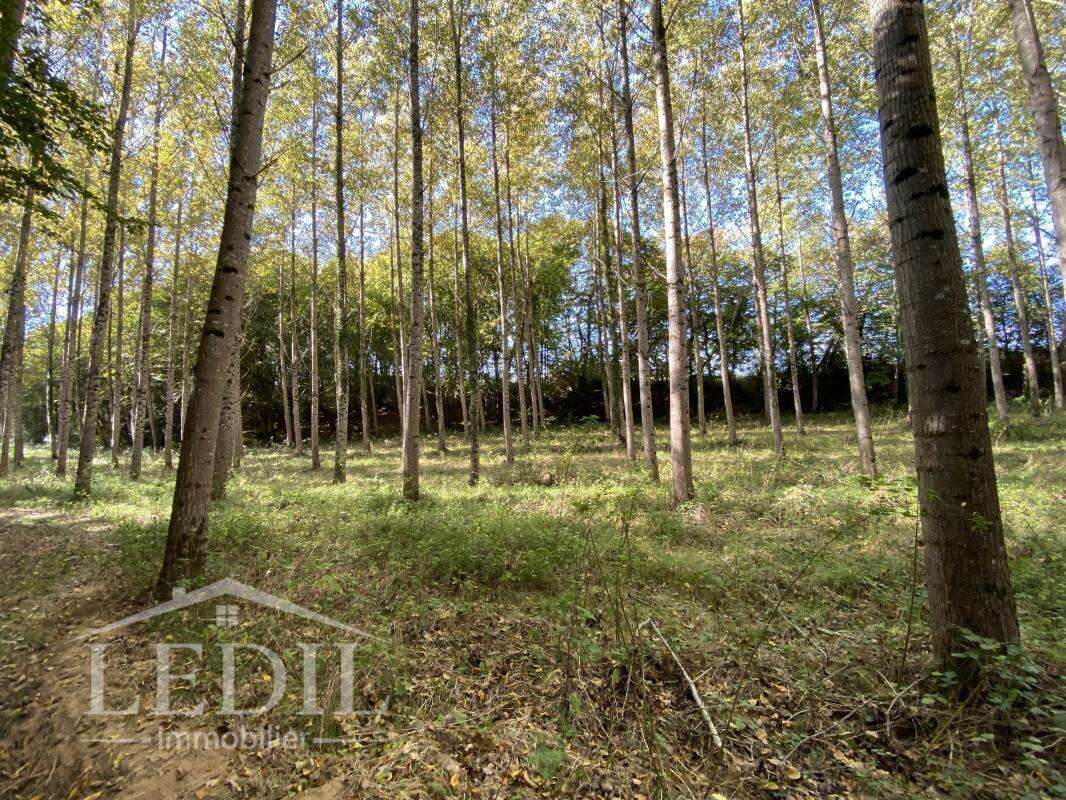 Parcelles Forestière et Bois - photo 2