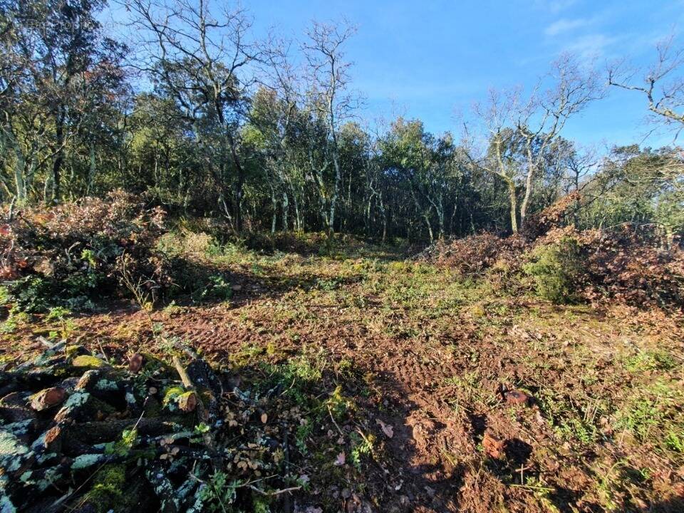 Terrain à LABASTIDE-DE-VIRAC