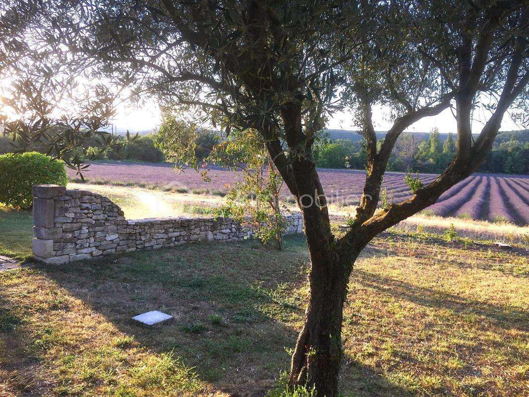 Mas provençal de charme en Drôme Provençale avec gîtes et piscine au cœur des lavandes proche Grignan - photo 13