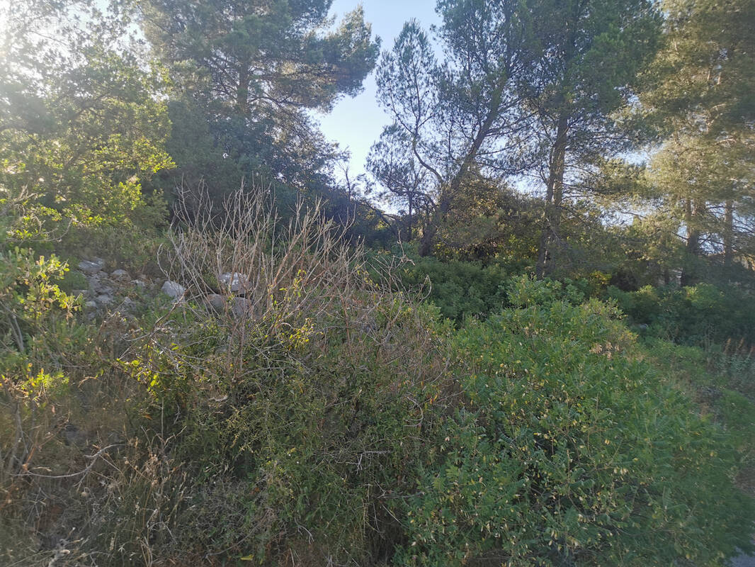 Terrain à LE LUC