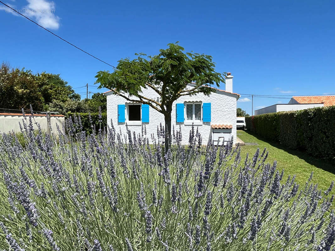 Saint-Pierre - À deux pas du port : maison avec studio indépendant sur 862 m² de terrain - photo 2