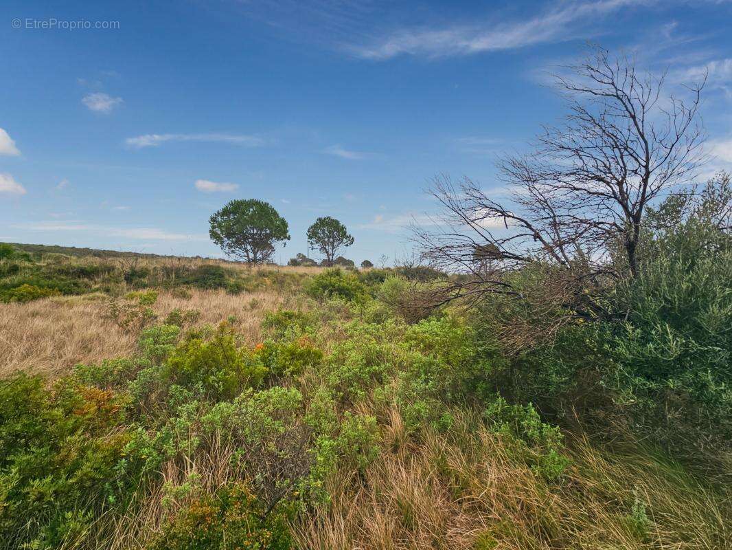 À Vendre - à Loupian - Terrain agricole de 1388m² - photo 3