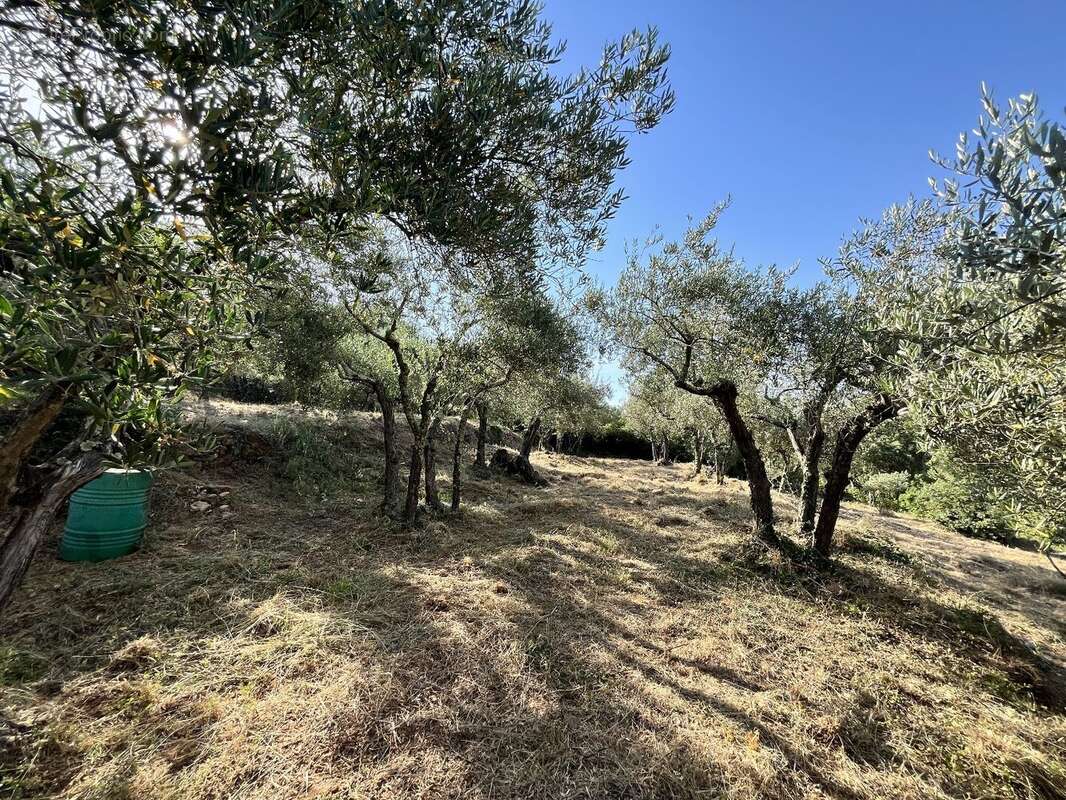 Olivette à Monoblet - photo 7